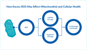 Diagram of a mitochondrion producing reactive oxygen species, which connect to mtDNA damage and organelle damage, followed by cell damage or cell death