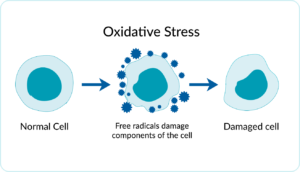 Oxidative stress diagram showing a normal cell, a cell surrounded by free radicals, and a resulting damaged cell